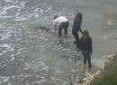 4青年齐力解救被困海豚 使其重回大海