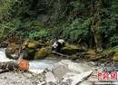 四川村民发现野生大熊猫下山喝水：年纪不大很可爱