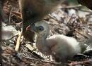 荷兰：一对同性恋兀鹫领养了被遗弃的孤儿鸟蛋