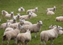 680只扶贫羊被拖三年才下发 新疆新和县33人被处理