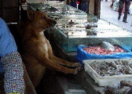 海鲜摊老板收养了一条流浪狗 狗狗报恩帮忙看店
