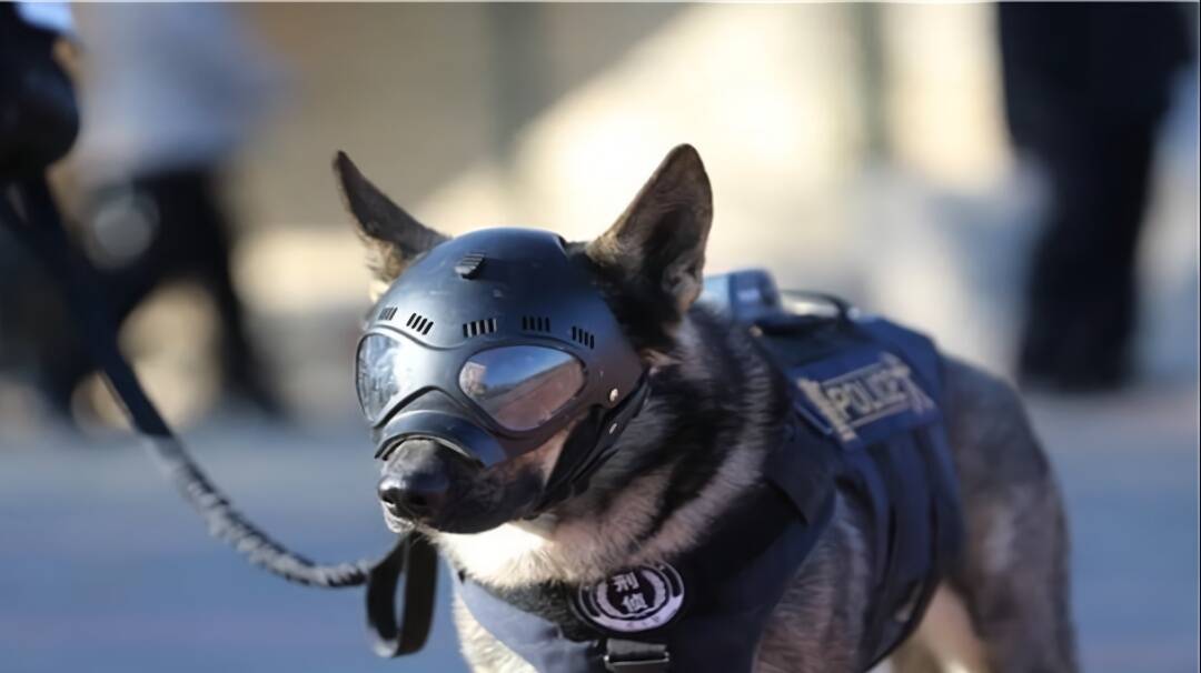 警犬专用头盔,戴上变身超级狗狗,到底有什么特色?