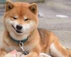 本想带爱犬去兜风,却在后座秒变表情包,笑翻网友