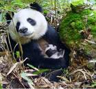 华夏动物：中国珍稀野生动物主题摄影展