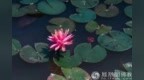 一日禅：懂得放下