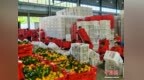 早熟柑橘“搶鮮”出海 云南華寧前9月出口量超去年全年