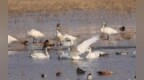 生态环境改善 300余只大天鹅“打卡”山西广灵壶流河湿地