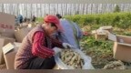 河南驻马店：特色种植产业成农民增收好渠道