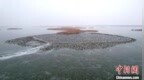 “京津冀最美湿地”河北衡水湖：冰水间万只野鸭聚集