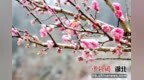 宜昌夷陵：雨雪过后现“冰梅花”景观