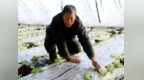 双鸭山市：龙年春来早 棚菜栽种忙