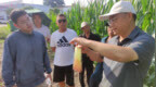 刘天学：合理密植 做好玉米单产提升