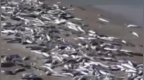日本现大量死鱼，绵延7公里 清华大学模拟结果：核污染水4月到达中国沿海