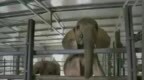 重庆野生动物园进口非洲象死在路上？假的！