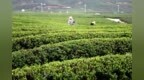 吉安安福县：采摘明前茶 实现稳定增收（图）
