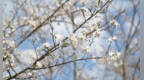 江西芦溪：樱花盛开 春色满园（图）