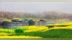 河南漯河：油菜花装扮出金色港口