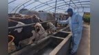 黑龙江嫩江市畜牧业快速健康发展