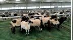 肥壮牛羊出栏奔向市场　反季养殖夏河这样打样