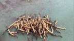 青海多地通告：人工繁育品冬虫夏草属外来入侵物种，禁止种植