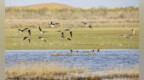 壮观！3000余只候鸟组团打卡敦煌阳关湿地