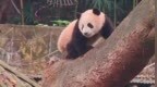 辟谣！重庆动物园大熊猫“莽小五”未被认养
