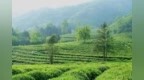 “中国好绿茶地图”发布　甘肃区域品牌上榜