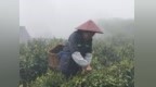 农业生产有“智慧”|茶生梯地：人文景观背后的生态智慧