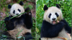 大熊猫“云川”和“鑫宝”将赴美，期限10年