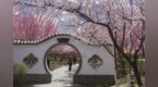 “雪地寒梅”暗香来 2024梅花文化艺术周活动在公主岭市开幕