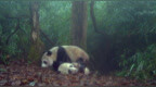 大熊猫栖息地巡护员：捡屎七年，还没见过一只野生的|世界地球日特别策划