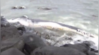 日本海岸漂浮大型鲸鱼尸体，长度达10至15米