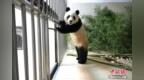 大熊猫“福宝”隔离检疫生活即将期满 将择机与公众见面