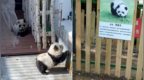媒体：动物园用狗冒充熊猫？如此“别出心裁”不值得提倡