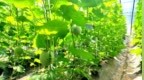 “香”约堂邑 · 甜蜜一夏 | 聊城市农业综合提升项目示范园首届甜瓜采摘季火爆开启