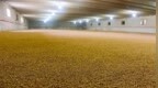 福州一企业承接储备粮库业务中以陈顶新虚假轮换稻谷2万多吨，被罚491万