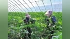 从播种到采收仅65天　兰州新区万株鲜切向日葵上市