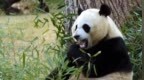 中国大熊猫保护研究中心：熊猫“美香”一家遭藏匿虐待系谣言
