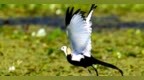 相当罕见！国家二级保护野生动物水雉在马鞍山发现