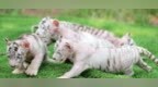 黄河三角洲动物园成功繁育五只白虎宝宝