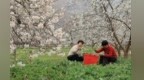 樱桃花开农家忙