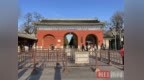 柏树“冒黄烟”登上热搜！园林局回应