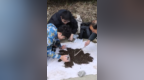 江西婺源發現蜘蛛新物種并命名為“藍冠短尖蛛”