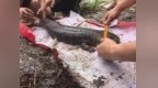 撫州兩地接連發現國家二級重點保護動物野生娃娃魚
