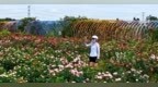 贛江新區(qū)：月季花開引客來（圖）