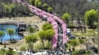 花开吉林｜长春樱花岛梅花竞放 市民踏春邂逅“雪国春信”