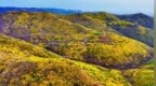 延安黄龙：60万亩野生连翘迎风怒放 产值更比颜值高