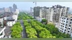 南昌井岡山大道：鬧市中的“綠色長廊”（圖）