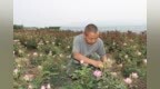 鲁山县：十万株玫瑰“娇艳欲滴”迎客来