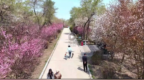 人间最美四月天 不负春光与时行——动植物公园邀您“上春山 共赴花路之约”